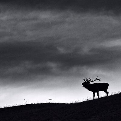 2. Platz: Stefano Baglioni - Cervo in bramito