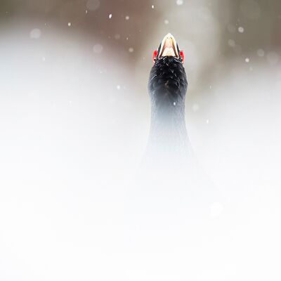 2. Platz: Johannes Wassermann - Auerhahn