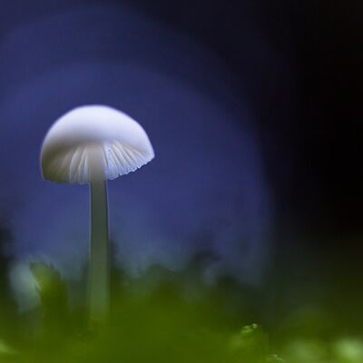 2. Platz: Alfred Erardi - Winzling