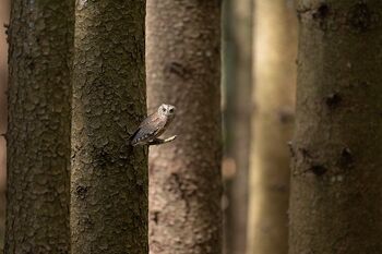 ZWERGOHREULE-Der BLICK des Waldes