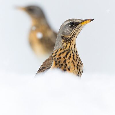 3. Platz: Hugo Wassermann - Wacholderdrosseln
