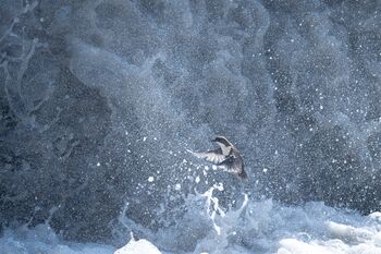 il coraggio non gli manca