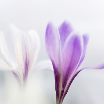 4. Platz: Helmut Elzenbaumer - Krokuse