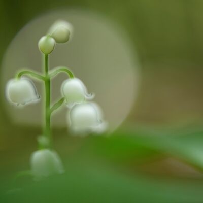 4. Platz: Valter Pallaoro - Magica luce