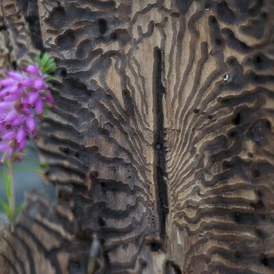 6. Platz: Annamaria Pernstich - Die Kehrseite einer Lärchenrinde