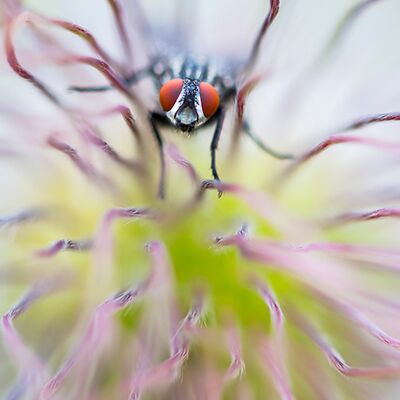 6. Platz: Johannes Wassermann - Fliege