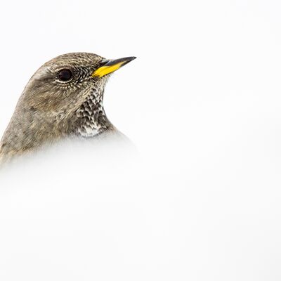 7. Platz: Silvan Lamprecht - Alpenbraunelle