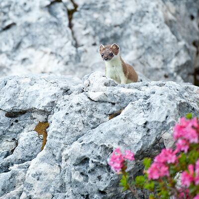 8. Platz: Carlo Dapoz