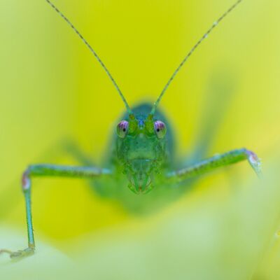 8. Platz: Hugo Wassermann - Heuschrecke