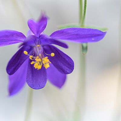 10. Platz: Sepp Hackhofer - Akelei