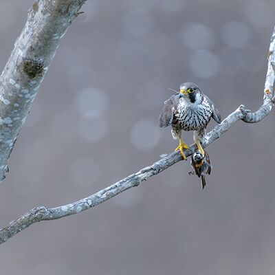 10. Platz: Reinhard Arnold - Wanderfalke mit Beute
