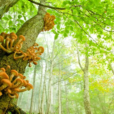 1. Platz: Roland Platzgummer - Pilze