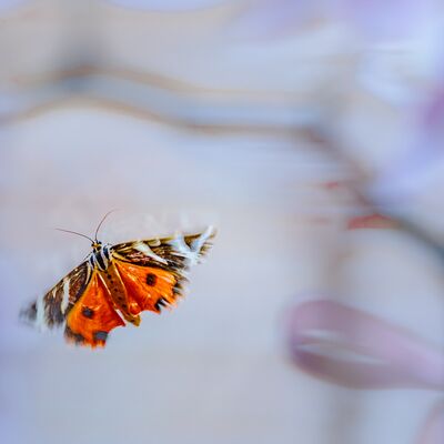 2. Platz: Reinhard Arnold - Russischer Bär