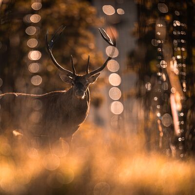 3. Platz: Matthias Gritsch - Hirschbrunft