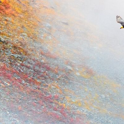 3. Platz: Lukas Schäfer - Bartgeier im Nebel