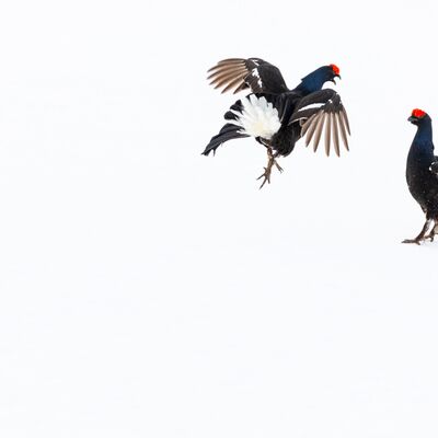 4. Massimo Santoro - Balzkampf