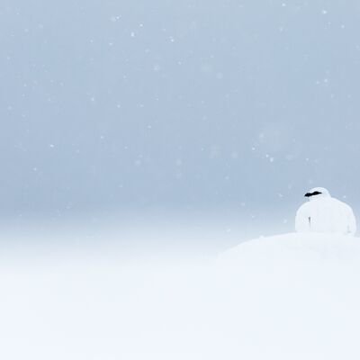 5. Silvan Lamprecht - Im Schneegestöber