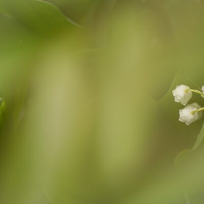 9. Platz: Reinhard Arnold - Erste Frühlingsboten
