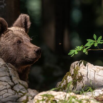 9. Platz: Kerstin Siepmann - die Fliege