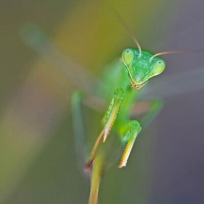 6. Platz: Elzenbaumer Helmut - Gottesanbeterin
