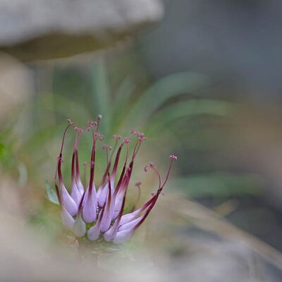 3. Platz: Elzenbaumer Helmut - Teufelskralle