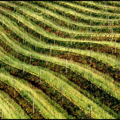 3. Platz: Hansjörg Spornberger - Weinreben