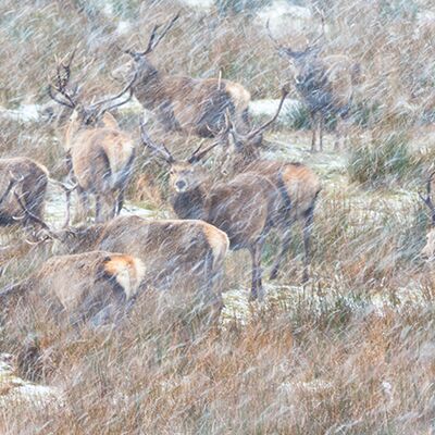 1. Platz: Hugo Wassermann - Schneegestöber