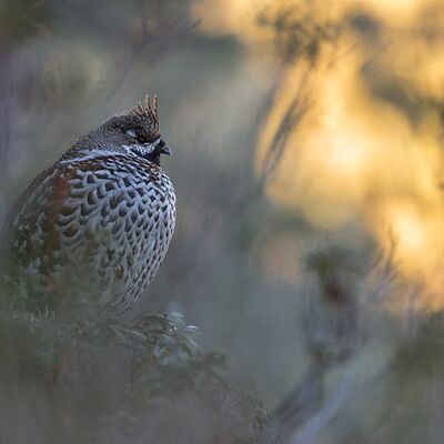 1. Platz: Johannes Wassermann - Haselhuhn