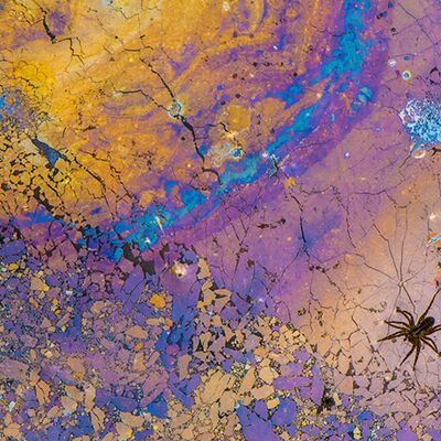 2. Platz: Matthias Gritsch - Spinne