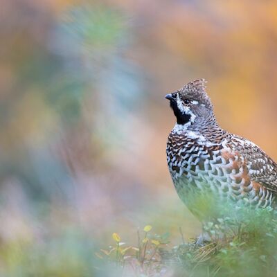 2. Platz: Johannes Wassermann - Haselhuhn
