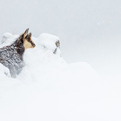 3. Platz: Manuel Plaickner - Gamskitz