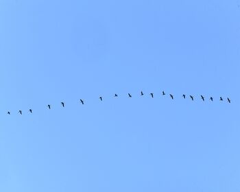 Arco di cormorani Schlern Naturpark
