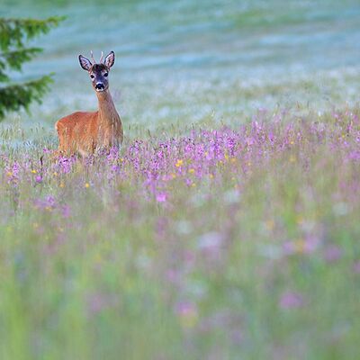4. Platz: Helmut Elzenbaumer - Rehbock