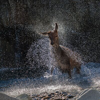 5. Platz: Horst Ebenhöfer - Hirsch über Wasserfall