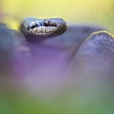 5. Platz: Johannes Wassermann - Schlingnatter