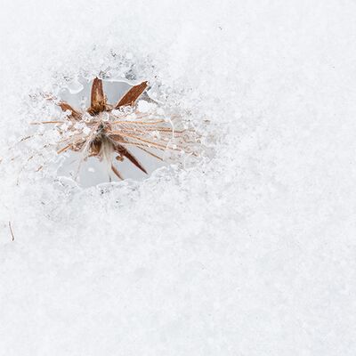 6. Platz: Silvan Lamprecht - Eisfenster