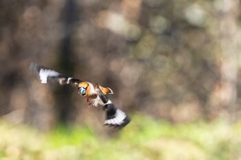 un becco che apre ossa di ciliegio