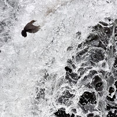 7. Platz: Claudio Sferra - Merlo acquaiolo