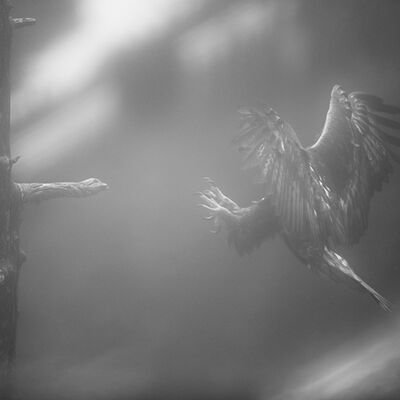 8. Platz: Josef Bachmann - Im Nebel