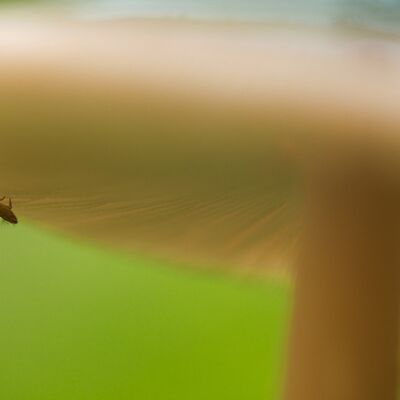 9. Platz: Helmut Elzenbaumer - Pilze