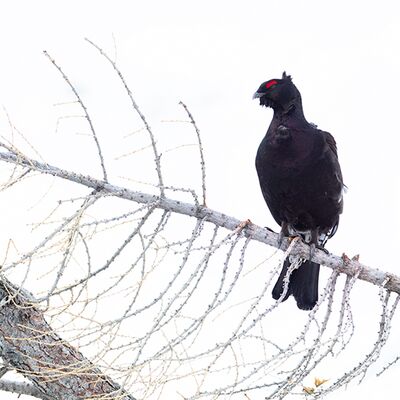 10. Platz: Christoph Platzer - Rackelhuhn