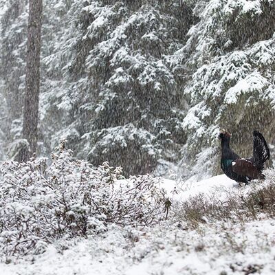 10. Platz: Helmut Elzenbaumer - Auerhuhn