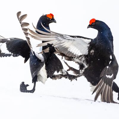 2. Platz: Manuel Plaickner - Balzkampf
