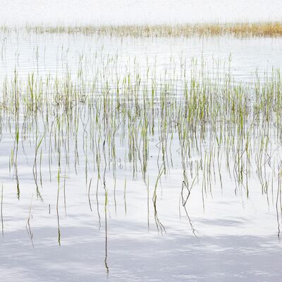 8. Platz: Sepp Hackhofer - Schilf