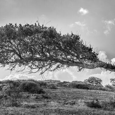 9. Platz: Maurizio Barchi - Sugheri sardi
