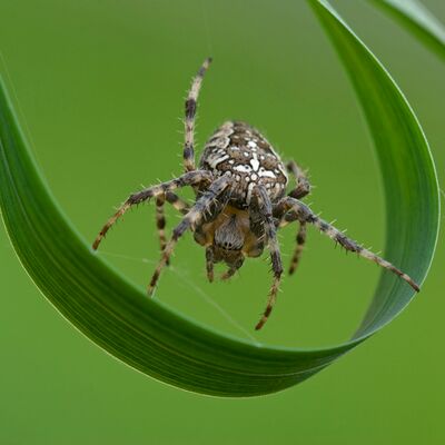 3. Platz: Annamaria Pernstich - Kreuzspinne
