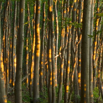 7. Platz: Walter Oberlechner - Buchengold