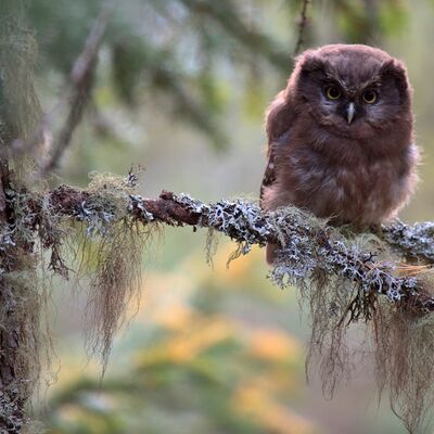 4. Platz: Manuel Plaickner - Junger Raufußkauz