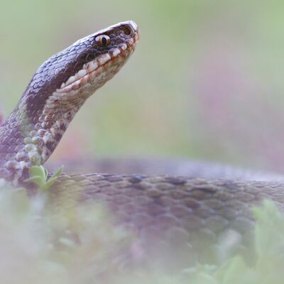 5. Platz: Johannes Wassermann - Kreuzotter