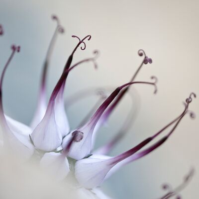 7. Platz: Pietro Ploner - Teufelskralle